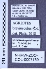 Etiketten zu Agriotes breviusculus (Candèze, 1863) (NHMW-ZOO-COL-0007189)